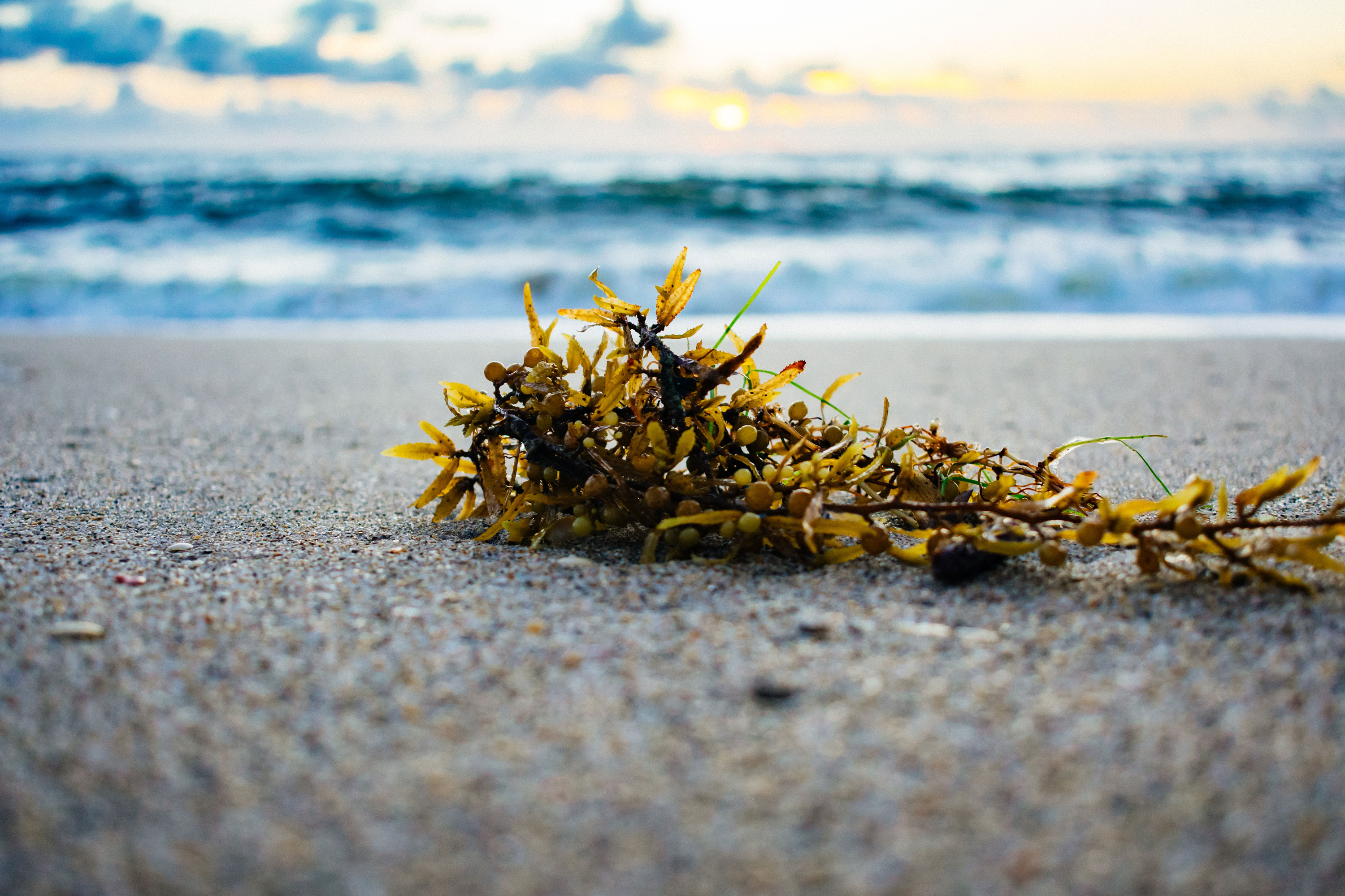 Algen Gemuse Aus Dem Meer Vidavida